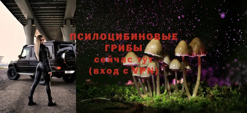 Псилоцибиновые грибы Cubensis Покачи